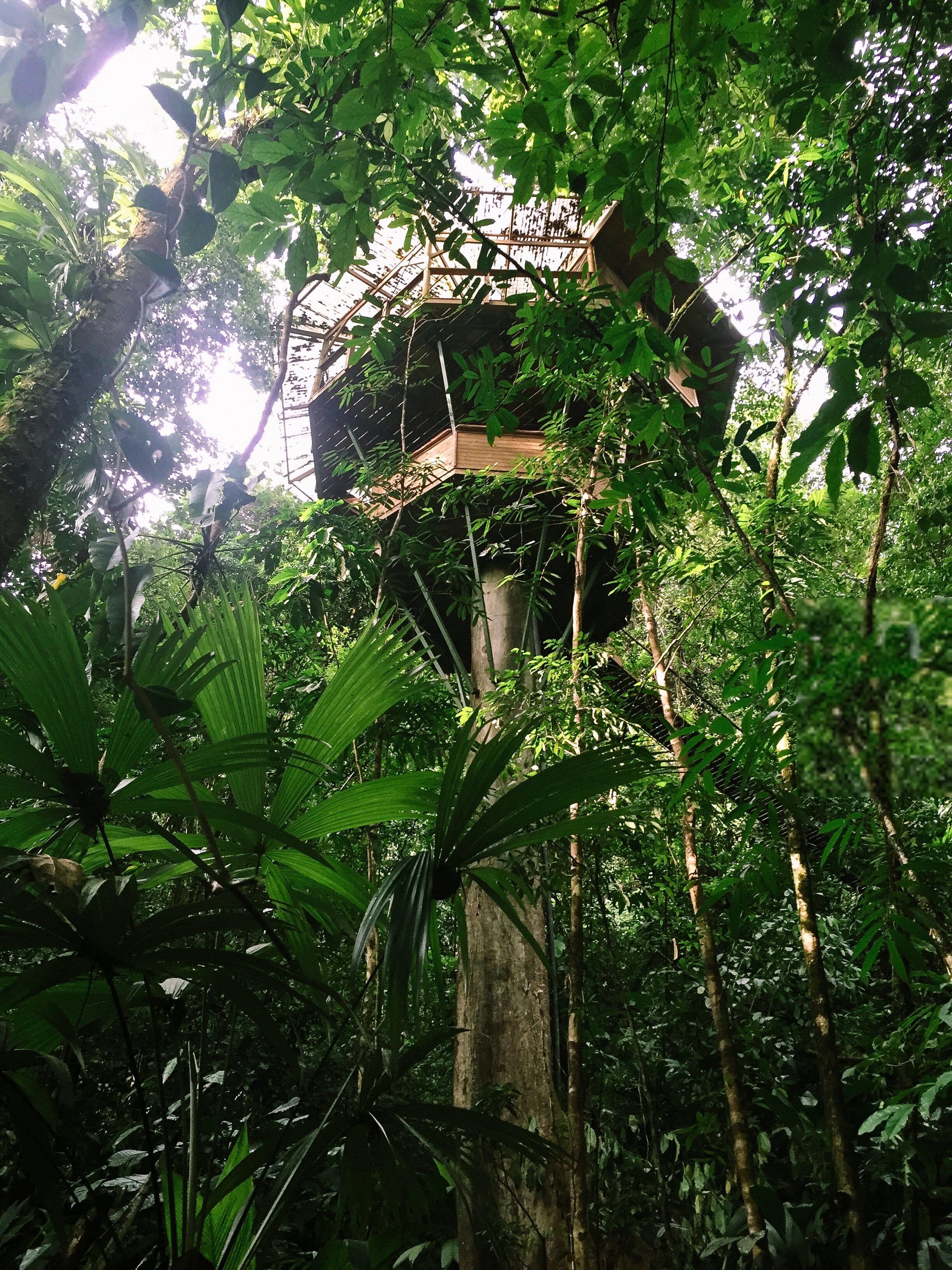 100 ft High Treehouse Utopia